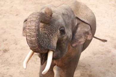 Photo of Beautiful elephant in zoo enclosure. Exotic animal