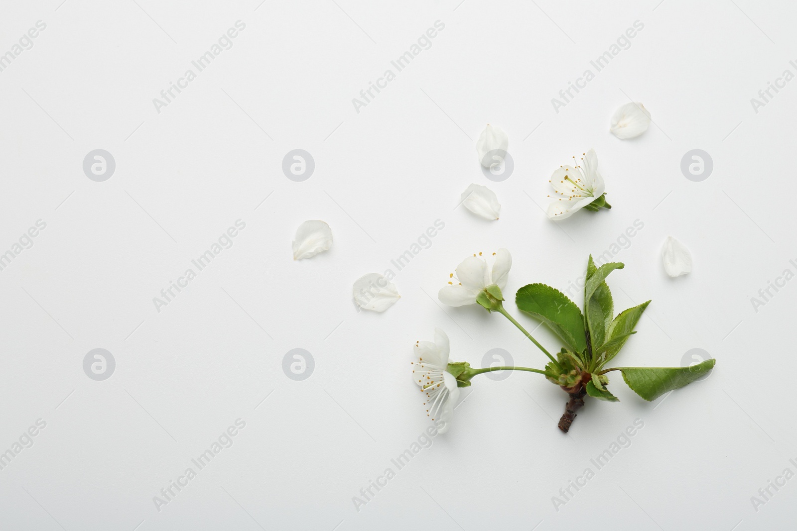 Photo of Beautiful spring tree blossoms and petals on white background, flat lay. Space for text