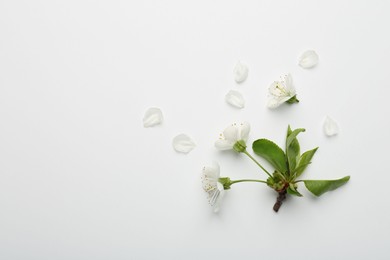 Beautiful spring tree blossoms and petals on white background, flat lay. Space for text