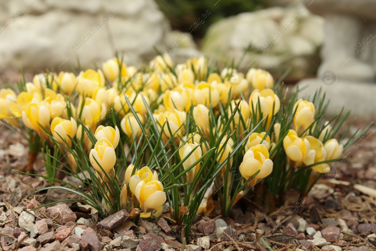 Photo of Beautiful yellow crocus flowers growing in garden