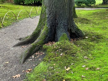 Photo of Bright moss on ground and tree trunk near pathway in park