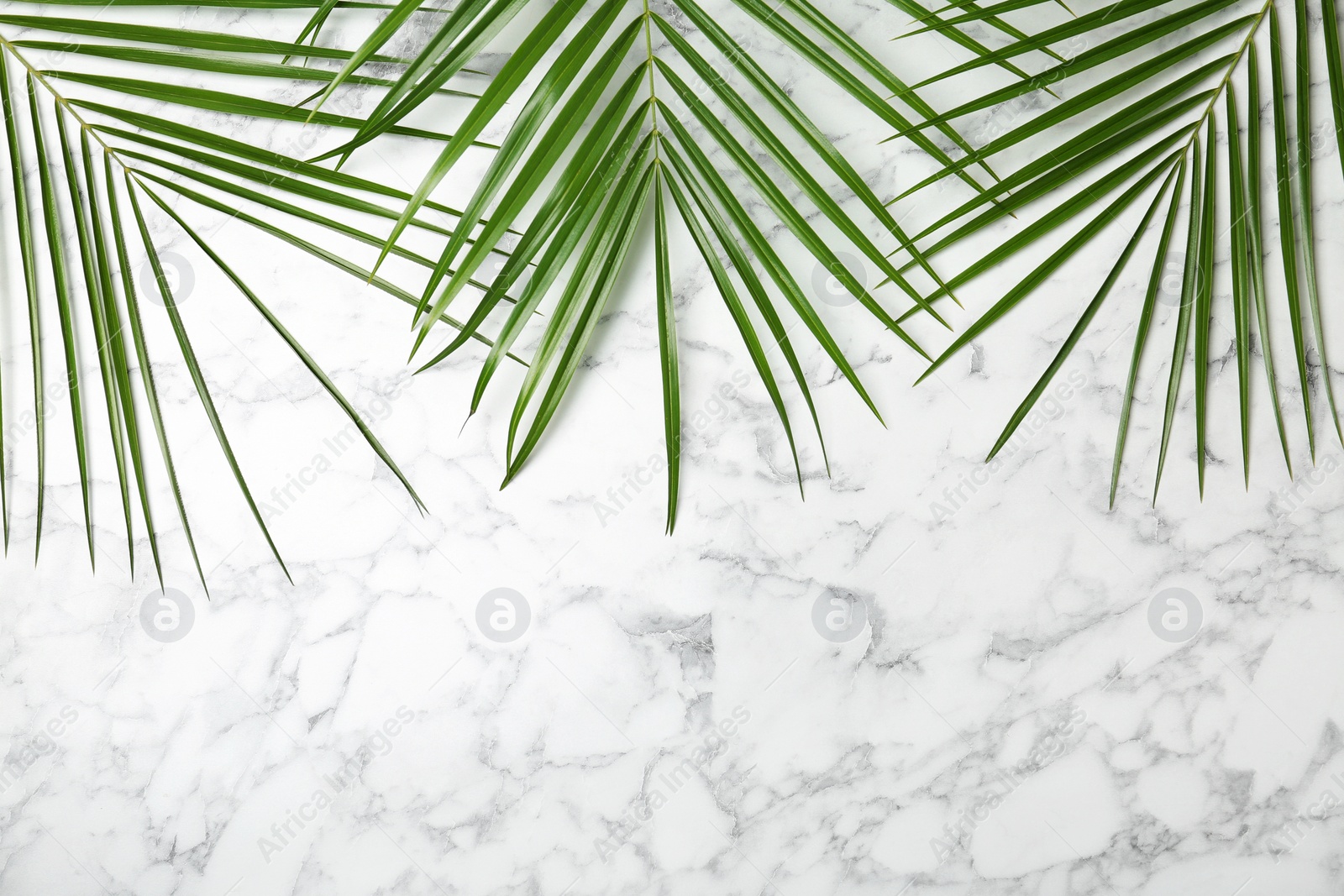 Photo of Fresh tropical date palm leaves on marble background, top view