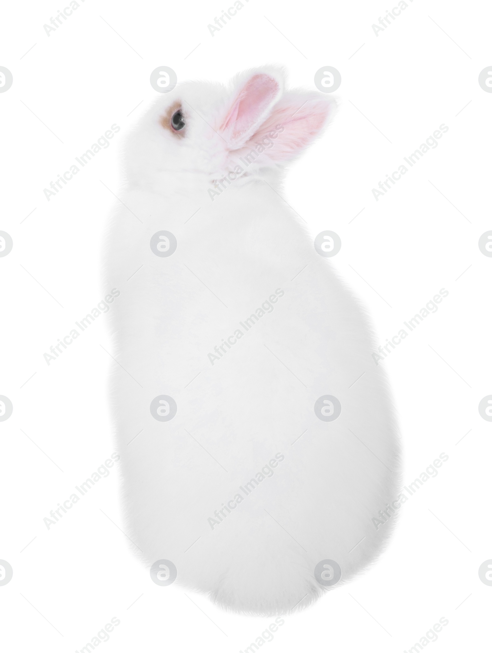 Photo of Fluffy rabbit on white background. Cute pet