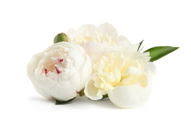 Beautiful fresh peony flowers with green leaves isolated on white