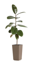 Pot with Ficus elastica plant isolated on white. Home decor