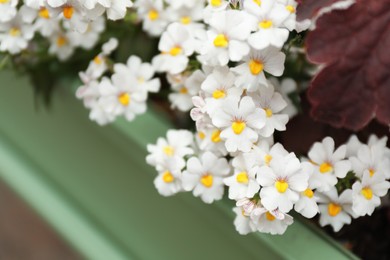 Beautiful white flowers on blurred background, closeup