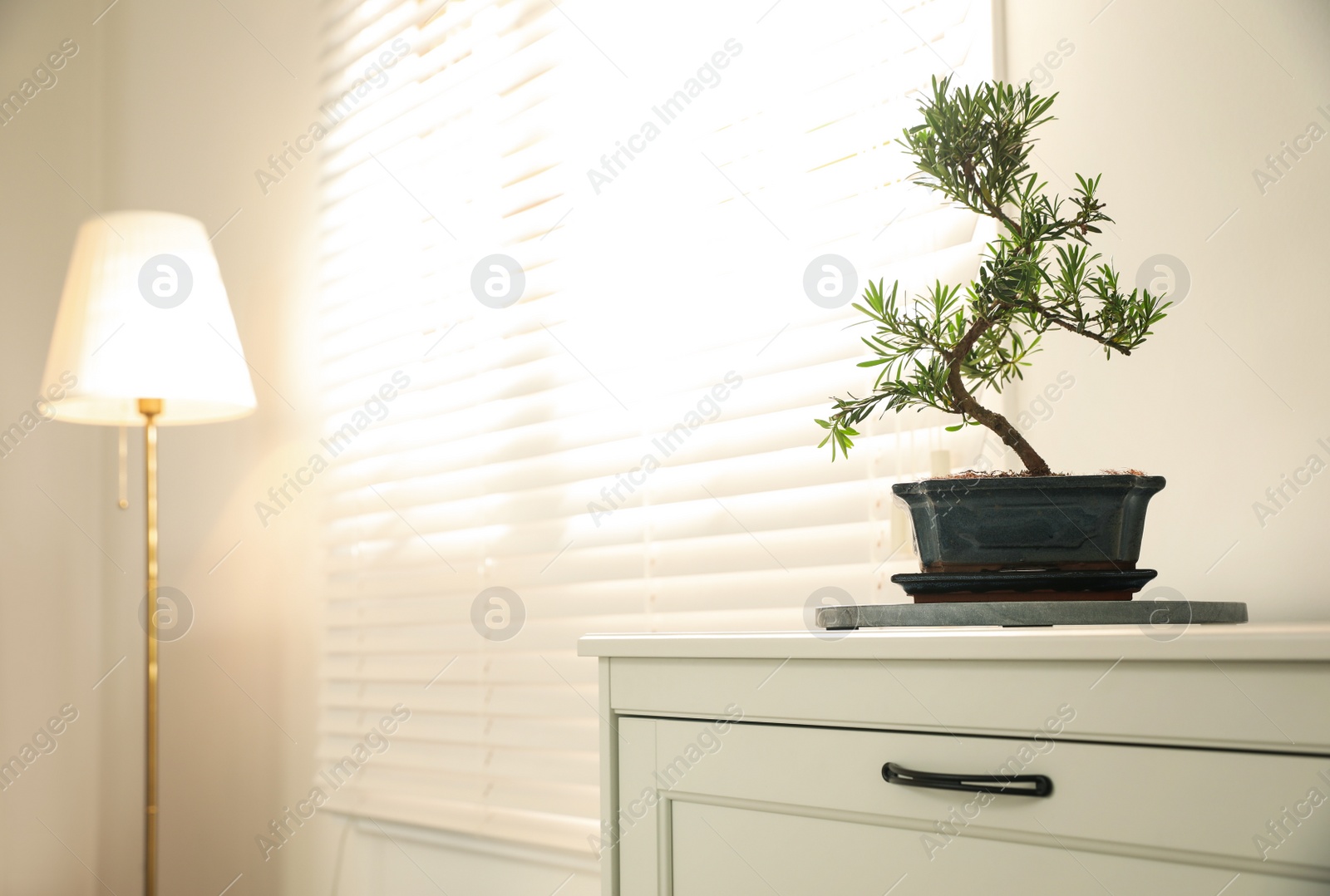 Photo of Japanese bonsai plant on cabinet indoors, space for text. Creating zen atmosphere at home