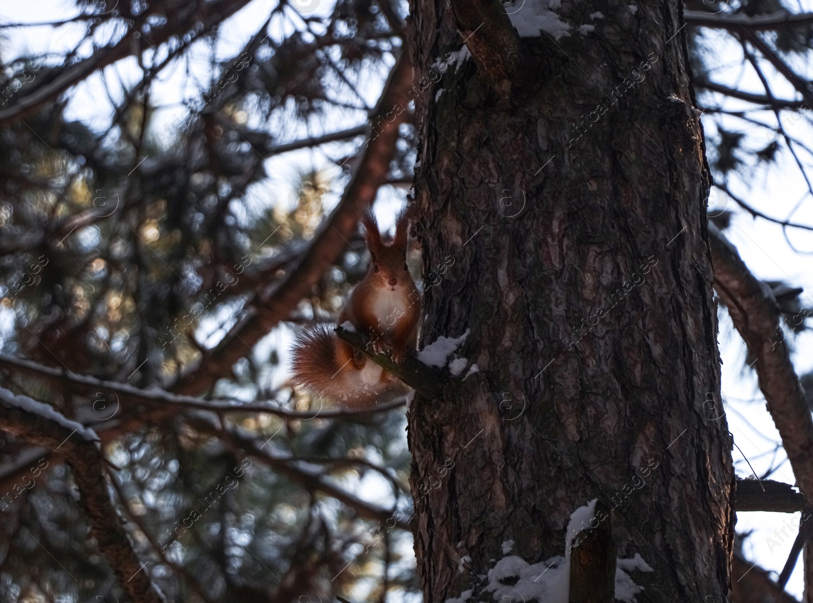 Photo of Cute squirrel on pine tree in winter forest