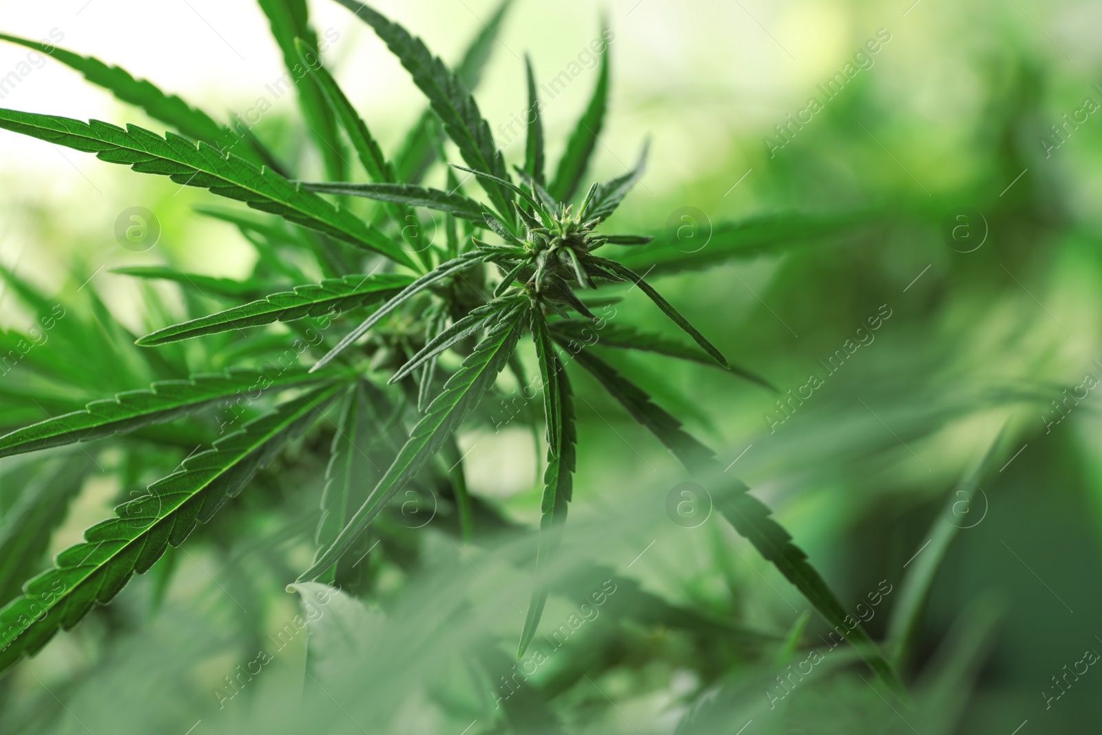 Photo of Green organic hemp on blurred background, closeup