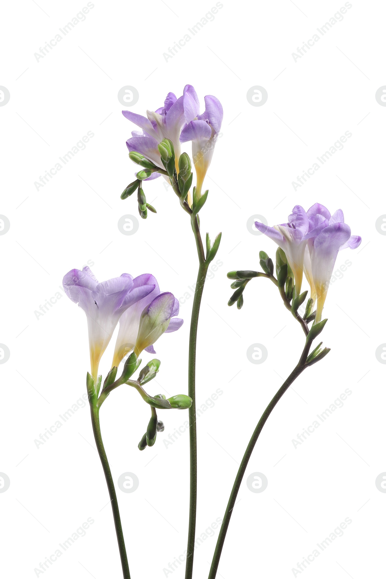 Photo of Beautiful violet freesia flowers isolated on white