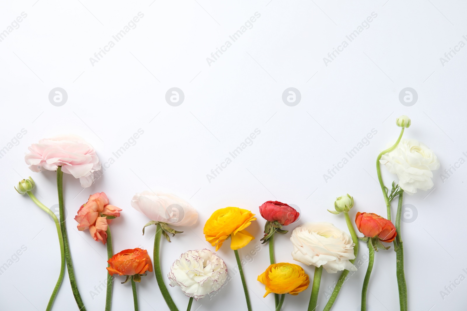 Photo of Beautiful spring ranunculus flowers on white background, top view