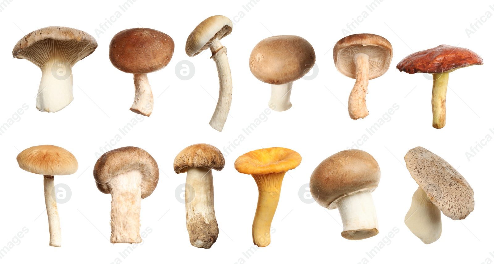 Image of Set of different fresh mushrooms on white background. Banner design 