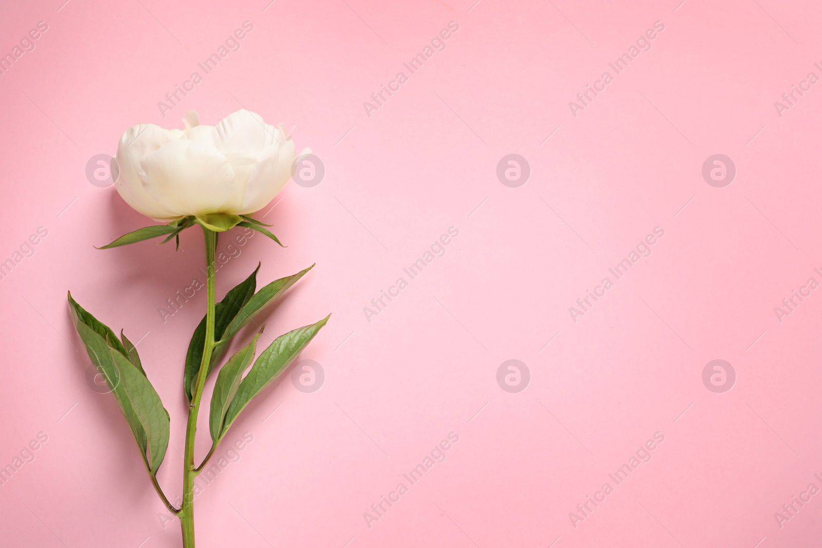 Photo of Fragrant peony on color background, top view with space for text. Beautiful spring flower