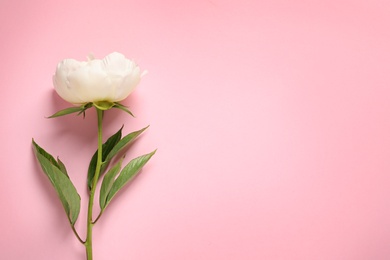 Fragrant peony on color background, top view with space for text. Beautiful spring flower