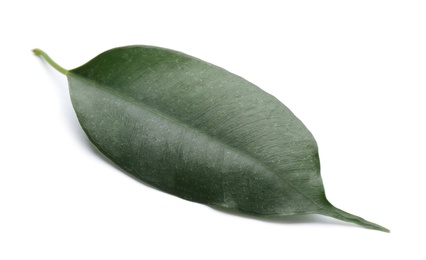 Photo of Fresh green ficus leaf on white background