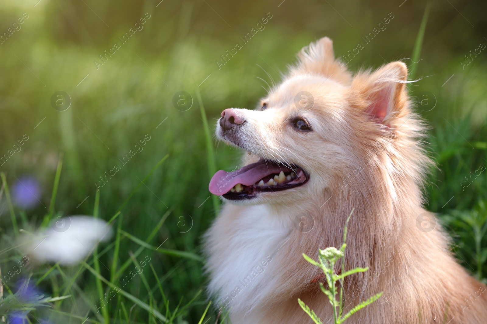 Photo of Cute dog in park on sunny day, space for text