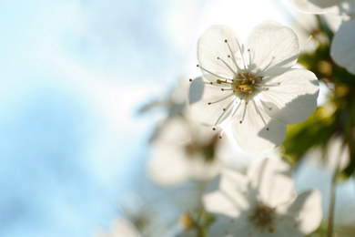 Photo of Blossoming cherry tree, closeup