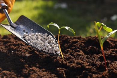 Photo of Fertilizing soil with growing young sprouts outdoors, closeup