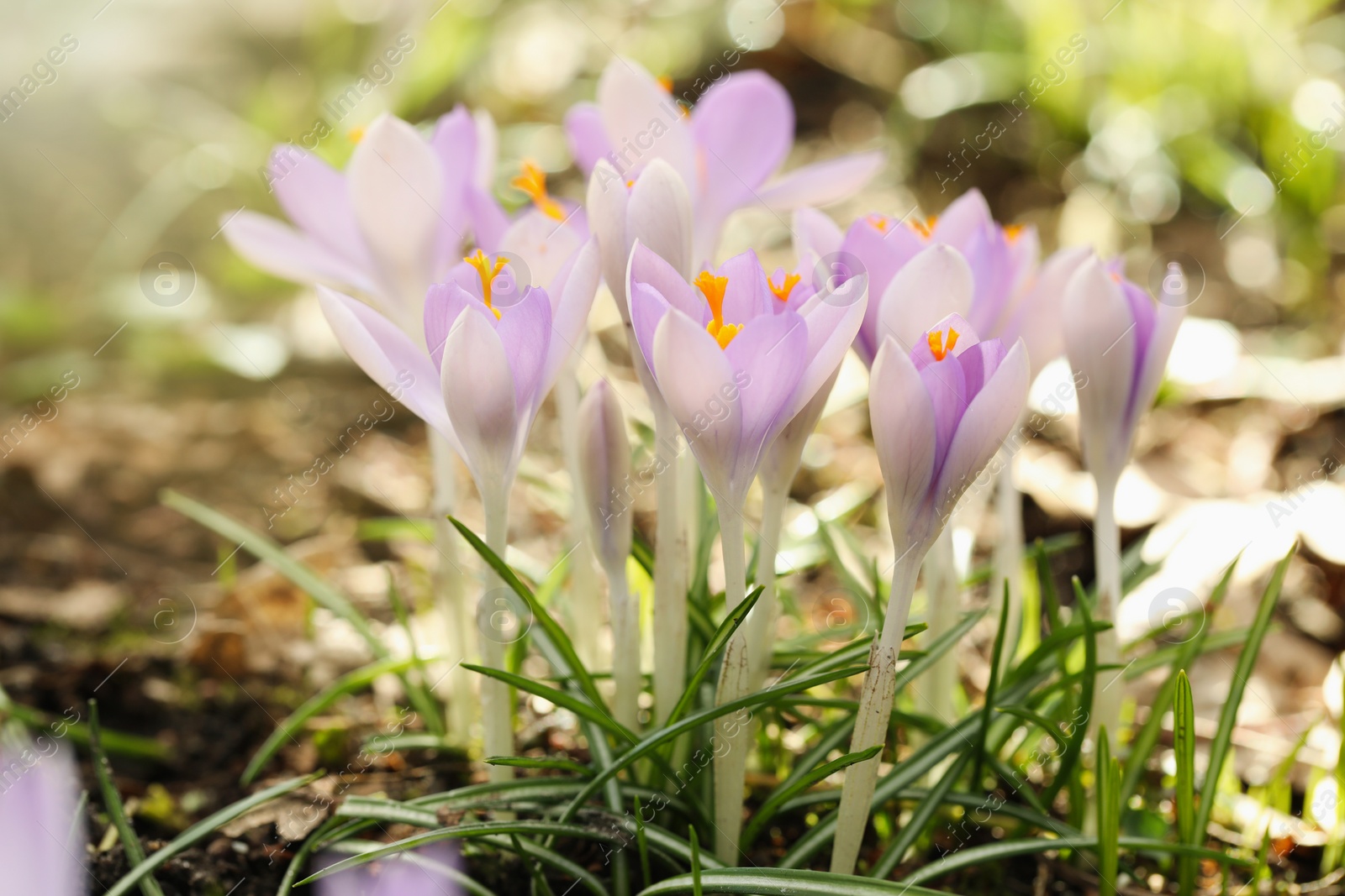 Photo of Beautiful crocus flowers growing outdoors, closeup view