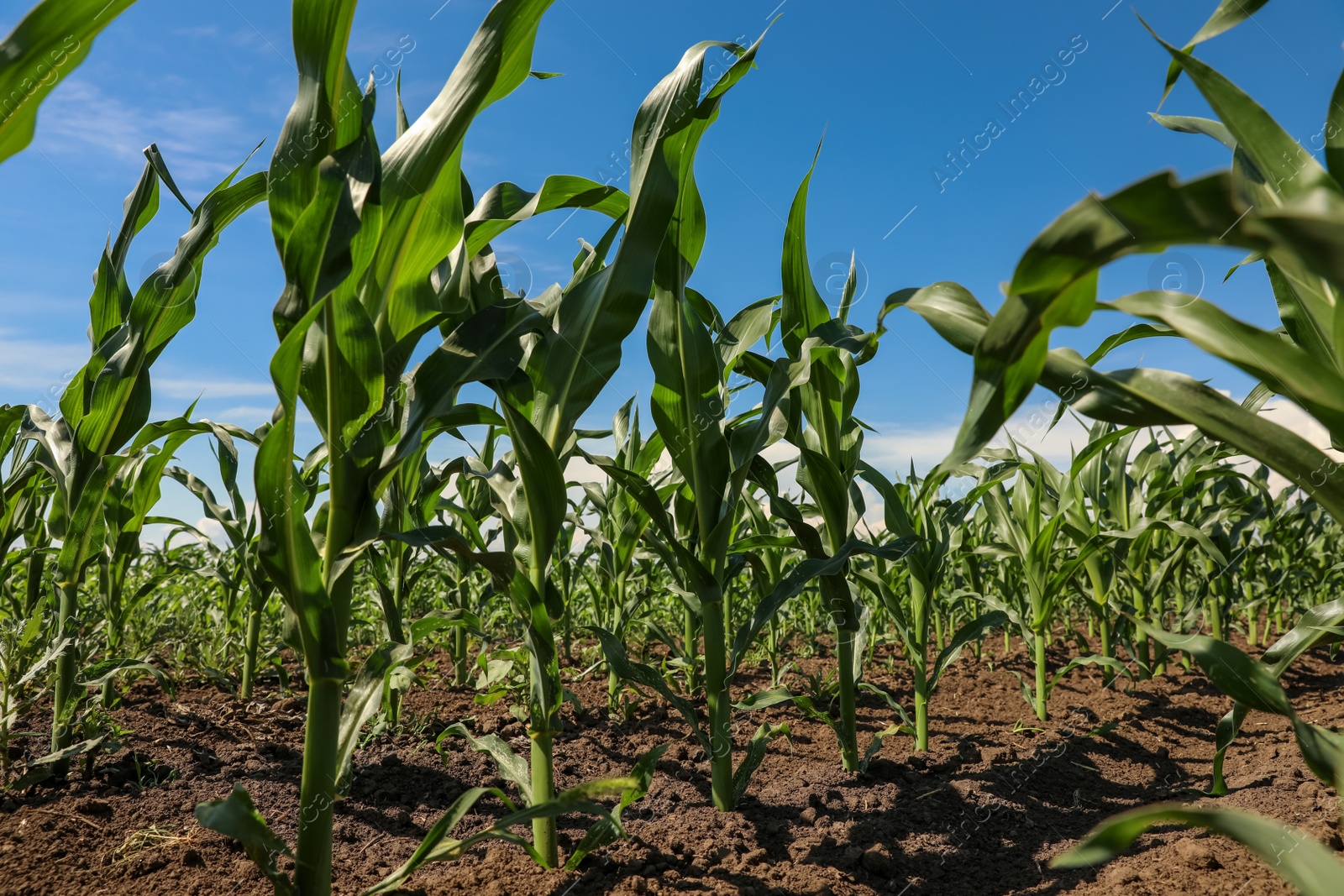 Photo of Beautiful view of corn field. Agriculture industry