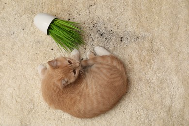 Cute ginger cat near overturned houseplant on carpet, top view