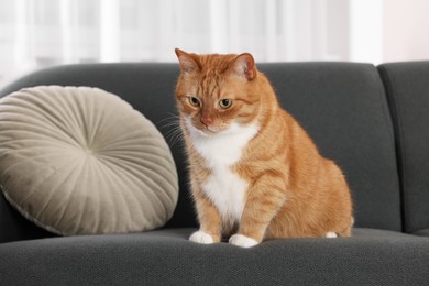 Cute fluffy ginger cat sitting on sofa at home