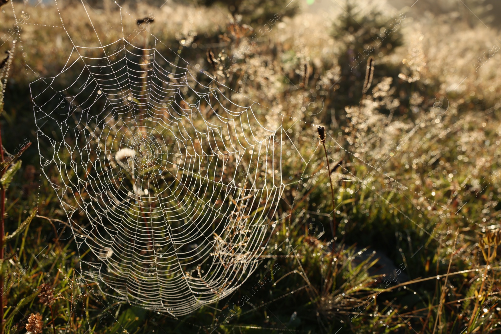 Photo of Empty cobweb in meadow on sunny day