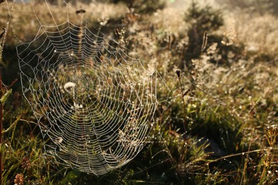 Empty cobweb in meadow on sunny day