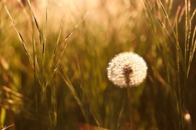 Photo of Dandelion blowball in spring meadow. Wild flower