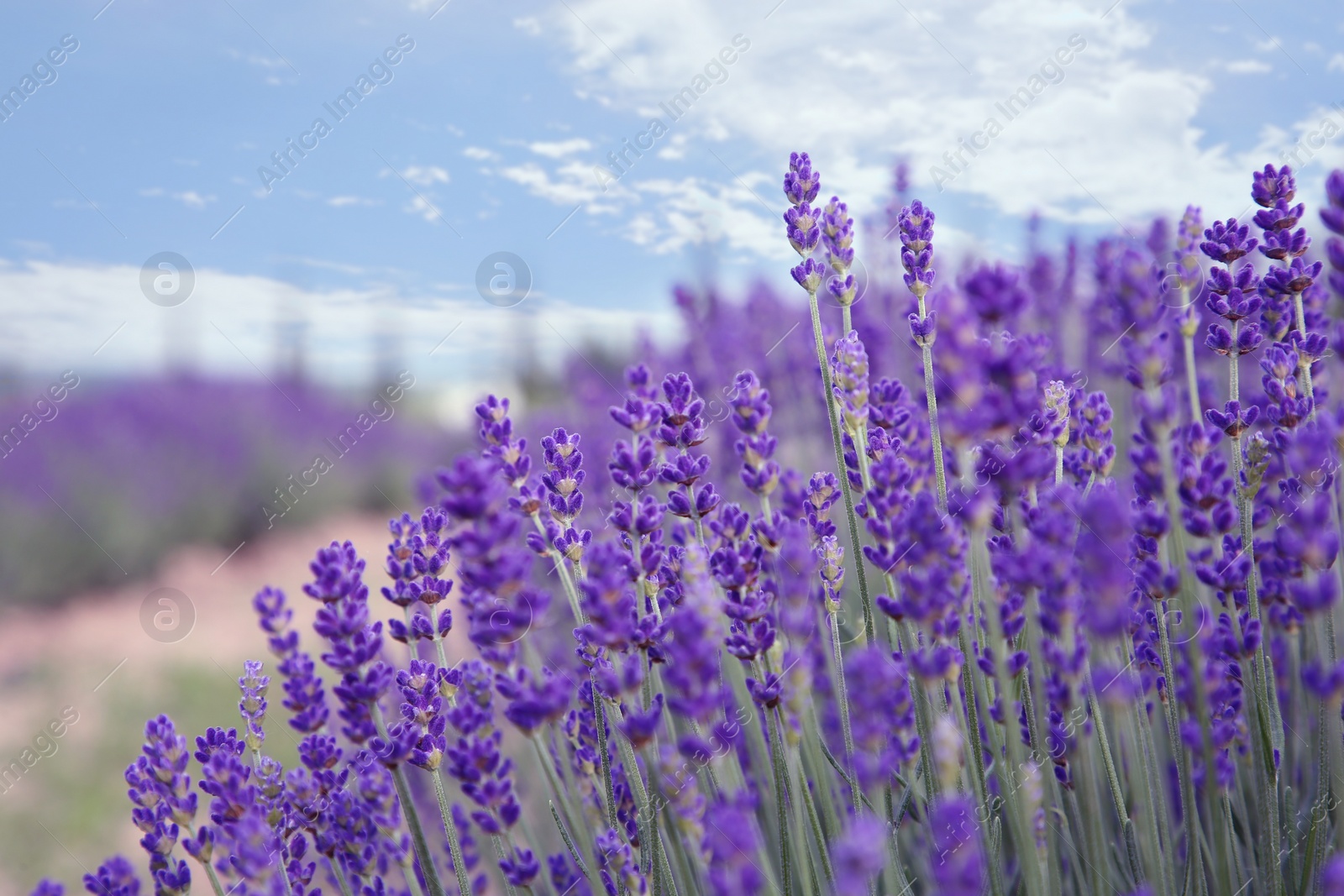 Photo of Beautiful blooming lavender growing in field, closeup