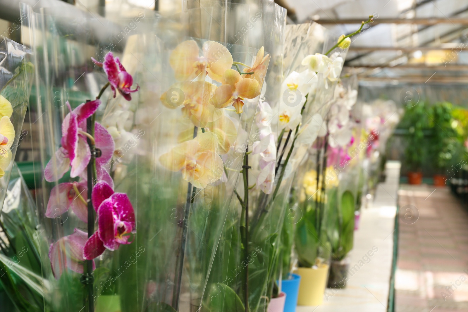 Photo of Many beautiful blooming orchids on rack in greenhouse