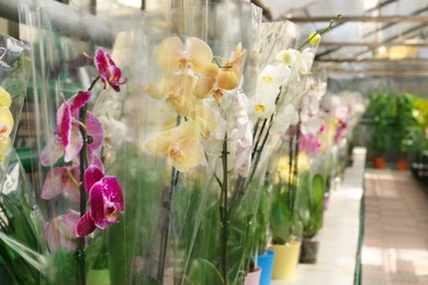 Photo of Many beautiful blooming orchids on rack in greenhouse