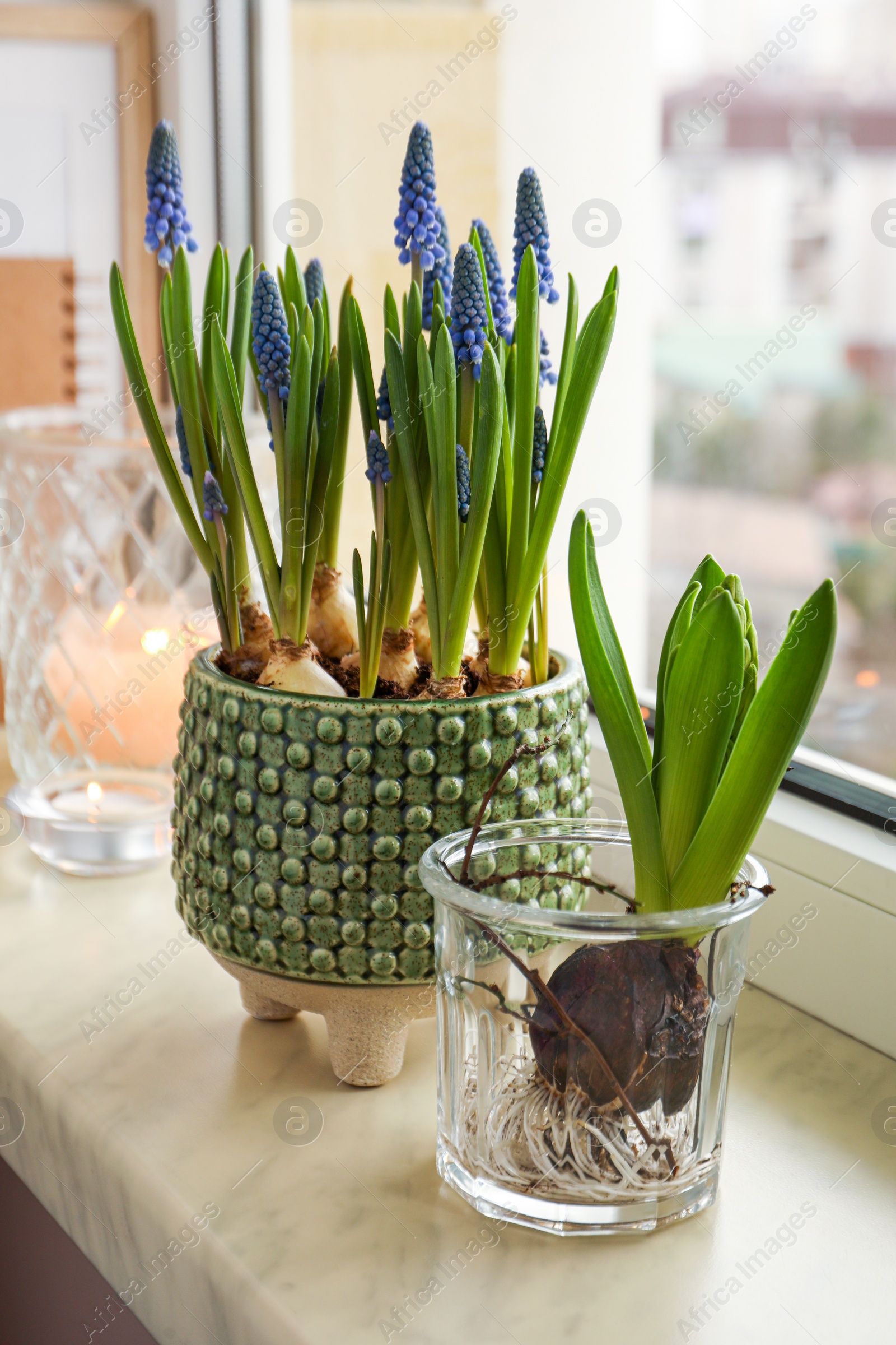 Photo of Beautiful bulbous plants on windowsill indoors. Spring time