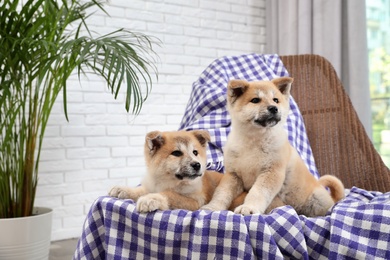 Photo of Adorable Akita Inu puppies in armchair at home