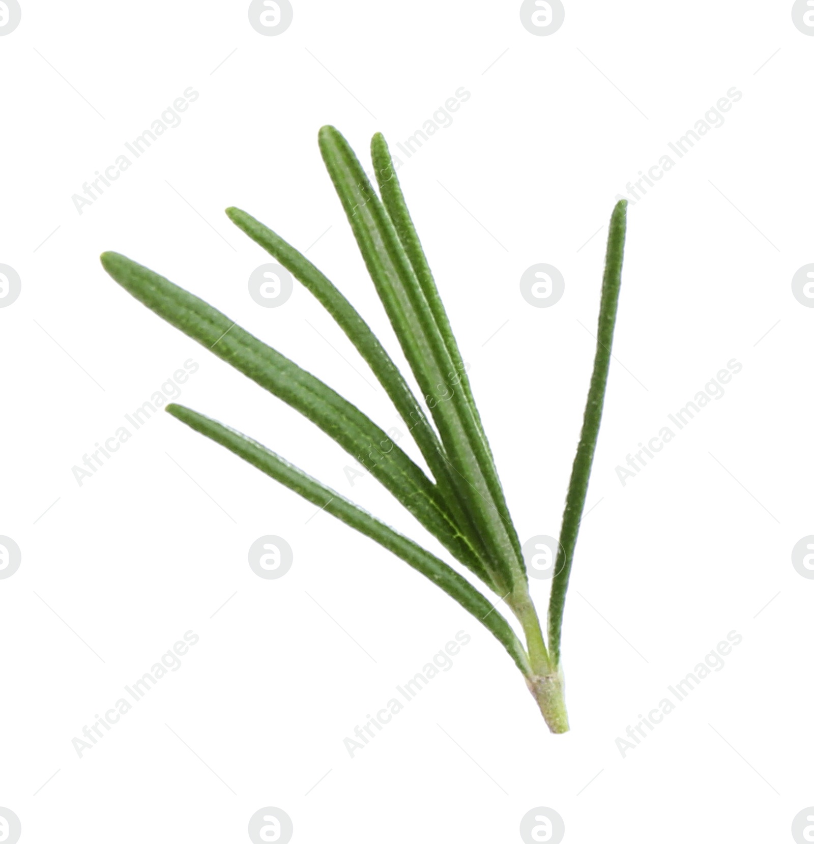 Photo of Fresh green rosemary isolated on white. Aromatic herb