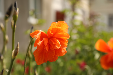 Photo of Blooming red poppy flower outdoors on spring day, closeup