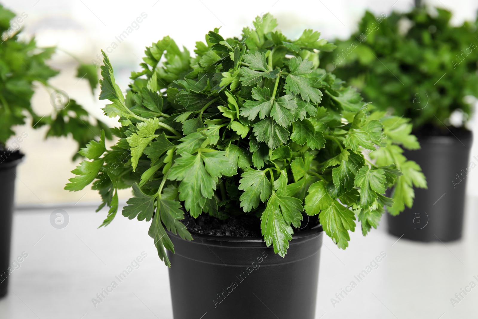 Photo of Pot with fresh green parsley on table against blurred background, closeup