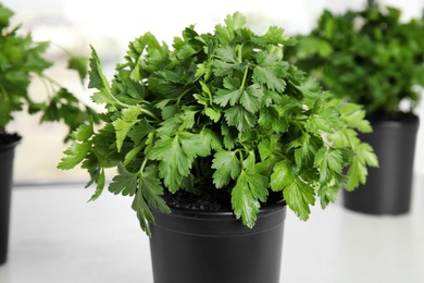 Photo of Pot with fresh green parsley on table against blurred background, closeup