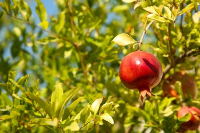 Photo of Pomegranate tree with ripening fruit outdoors on sunny day. Space for text