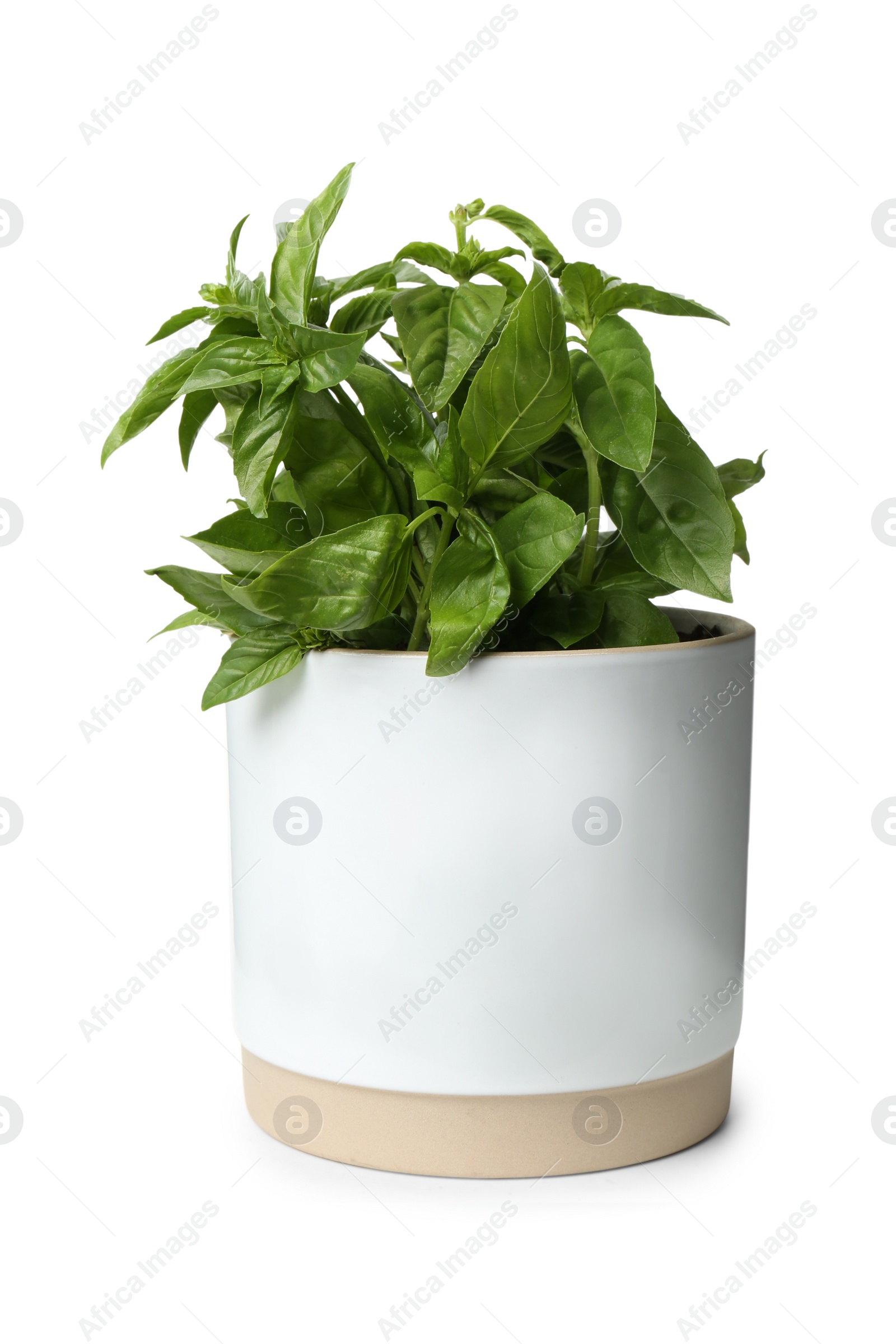 Photo of Lush green basil in pot isolated on white