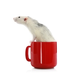Cute little rat in cup on white background