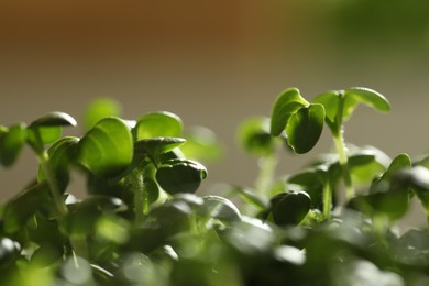 Sprouted arugula seeds on blurred background, closeup view