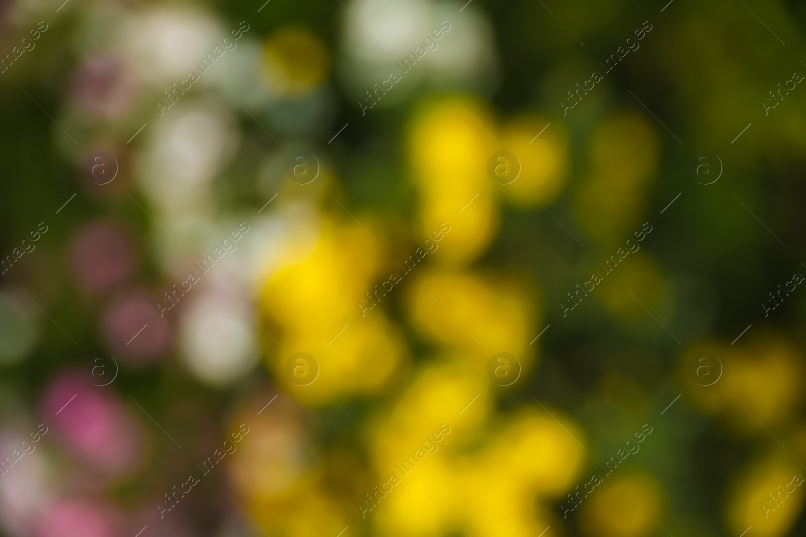 Photo of Blurred view of beautiful colorful flowers growing outdoors