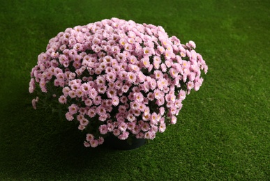 Beautiful pink chrysanthemum flowers on artificial turf