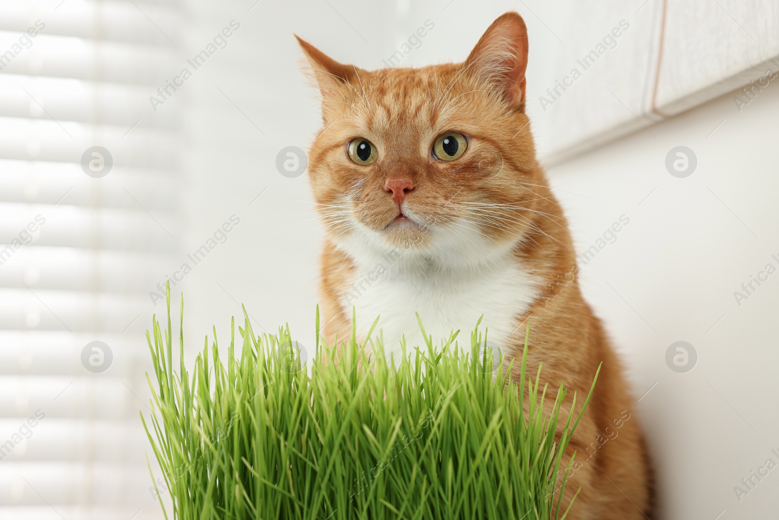 Photo of Cute ginger cat near potted green grass indoors