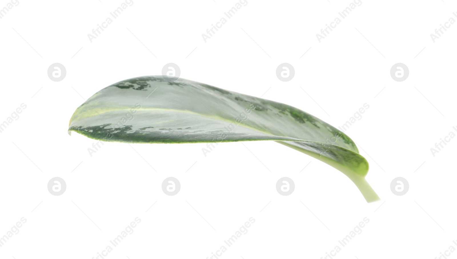 Photo of Aglaonema leaf isolated on white. Beautiful tropical plant