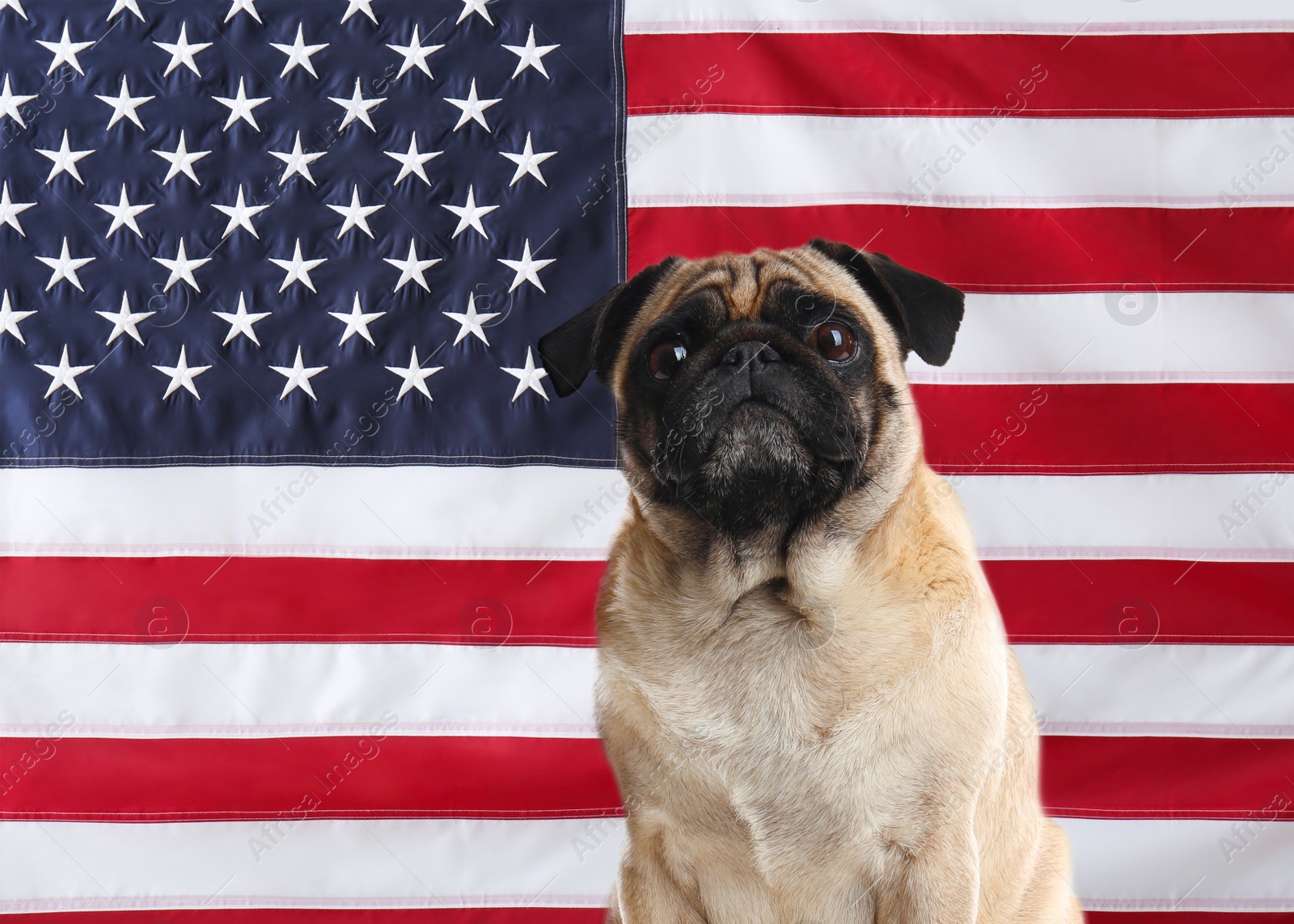 Image of Adorable dog against national flag of United States of America