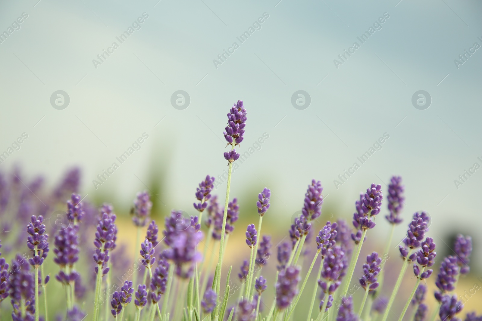 Photo of Beautiful blooming lavender growing in field, closeup