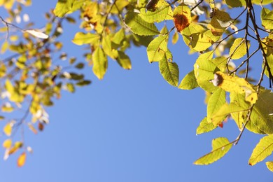 Photo of Tree with beautiful leaves under blue sky on sunny autumn day, closeup. Space for text