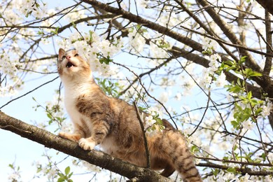 Cute cat on blossoming spring tree outdoors